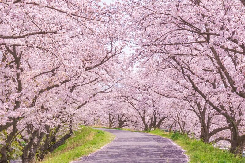 満開の桜