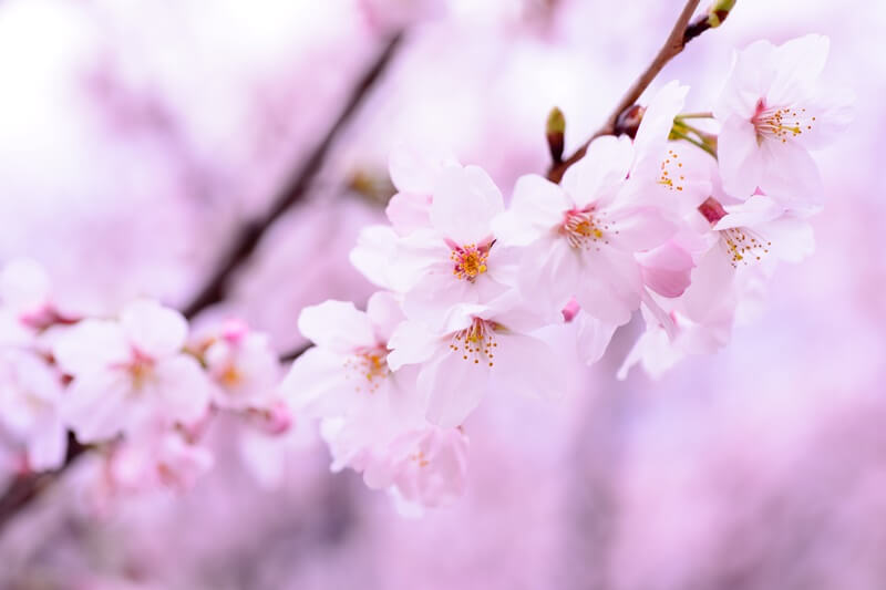 桜