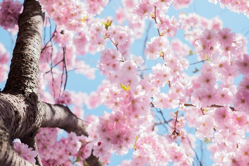 桜