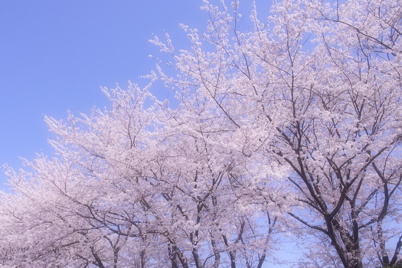 桜