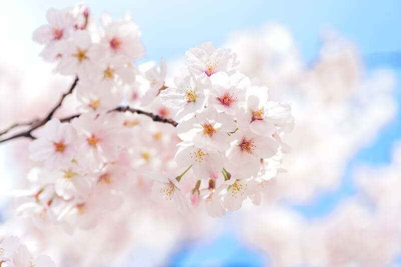 桜